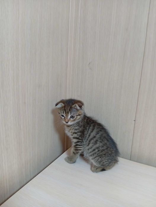 Продам шотландских котят.