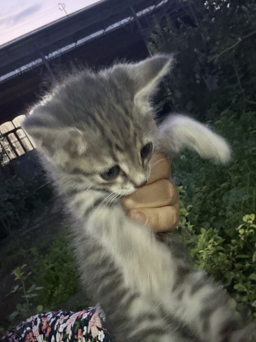 Отдам в добрые руки кошечку, ей три недели и она очень милая