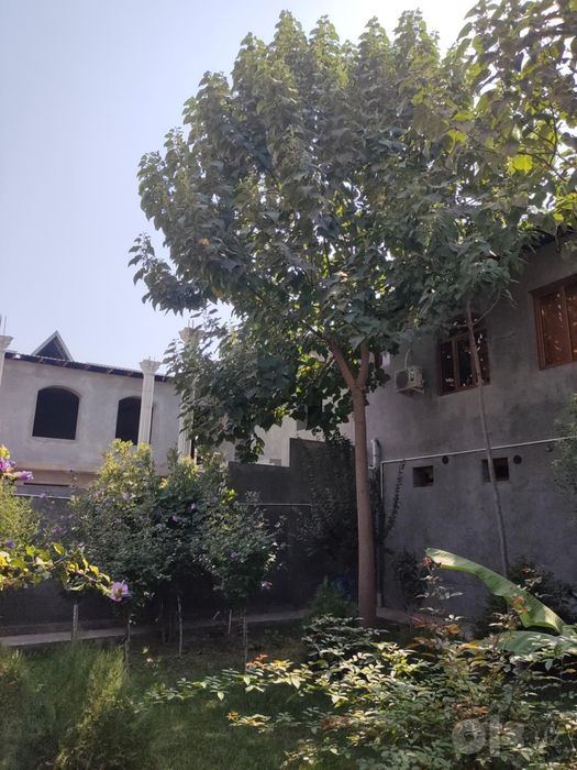 Pavloniya daraxti, 5-6 metr