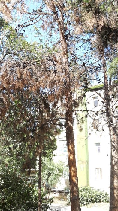 Utin qurigan daraxtlar sotiladi