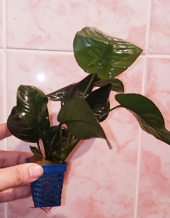 Анубиасы шикарные кустики
