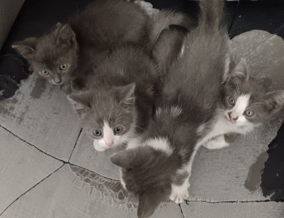 Котята бесплатно