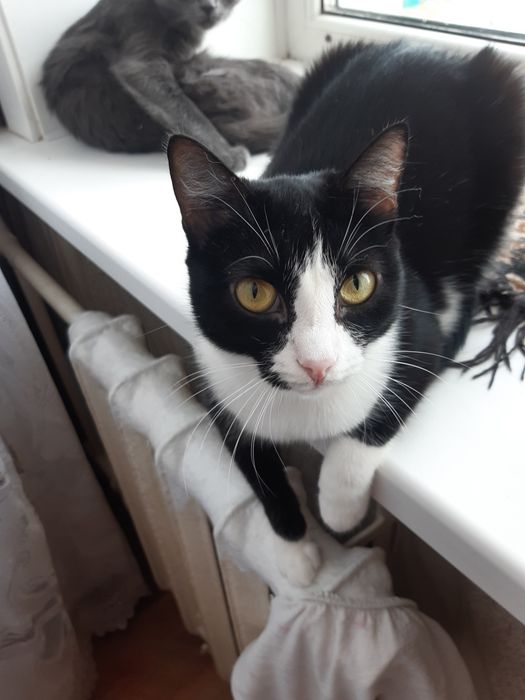 Кошечки стерилизованные