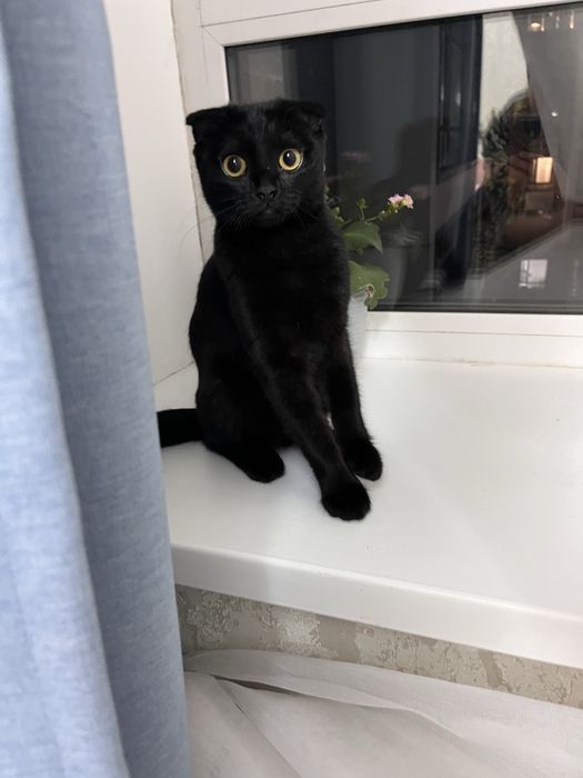 Котенок 5 мес девочка