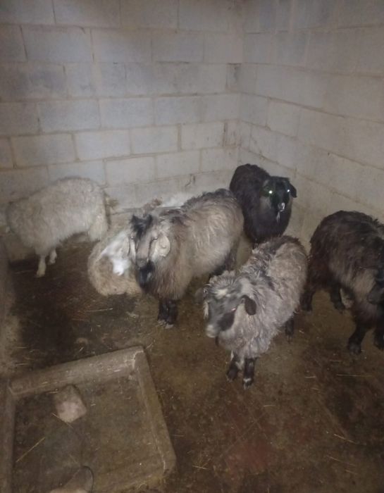 Ешкілер сатылады!!!