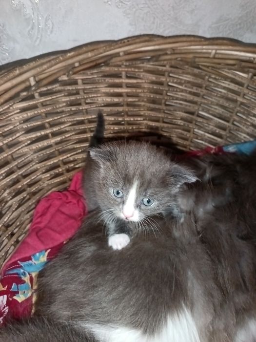 Котята только в добрые руки!