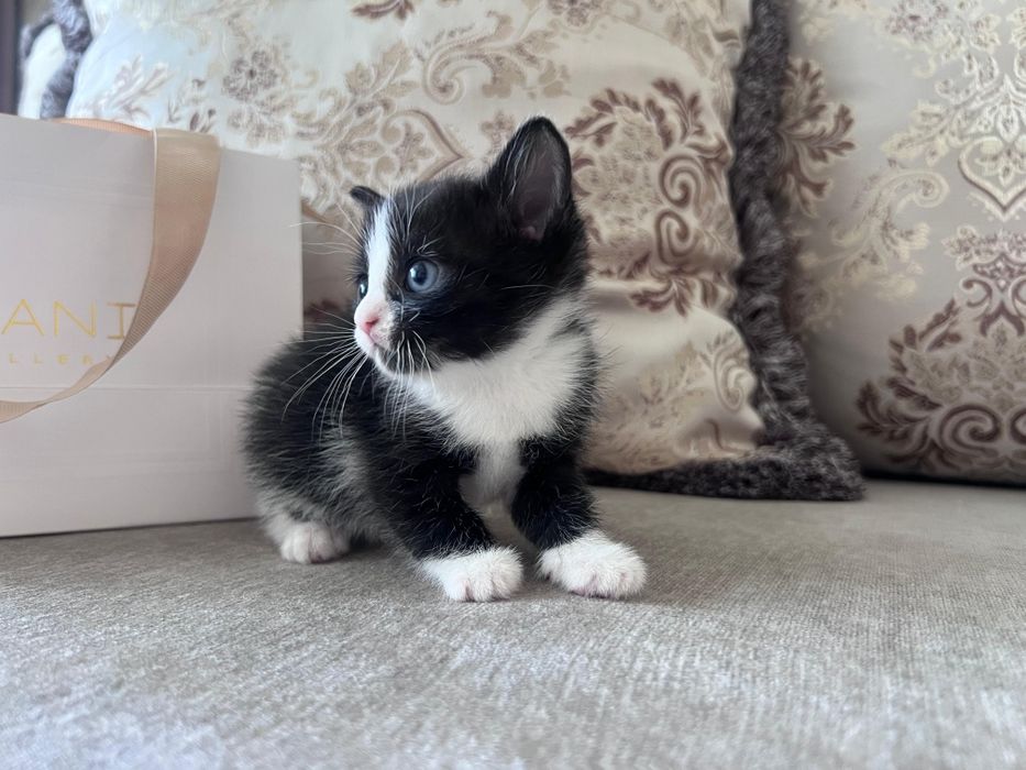 Отдам котят в добрые руки