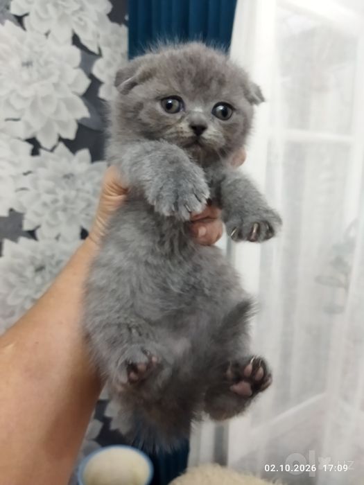 Шотланские котята