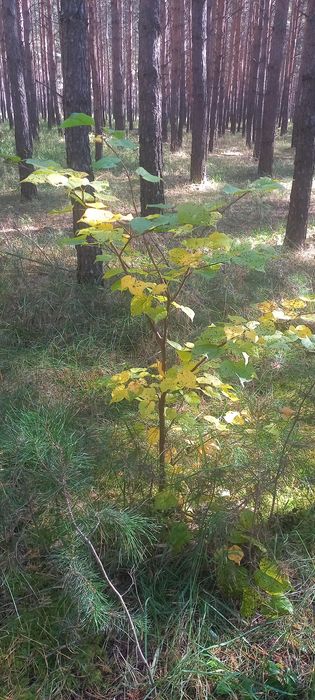 Саженцы, Посадочные материалы