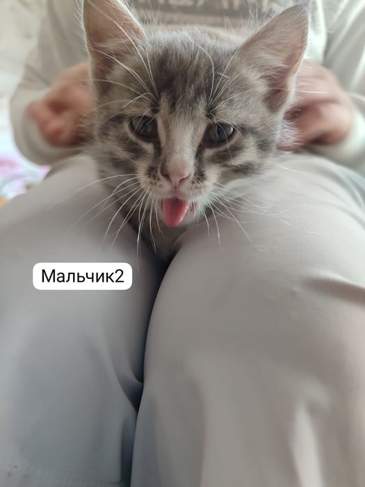Котята, девочка и мальчики