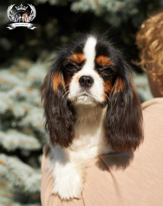 Кавалер Кинг Чарльз Спаниель девочка блейнхейм