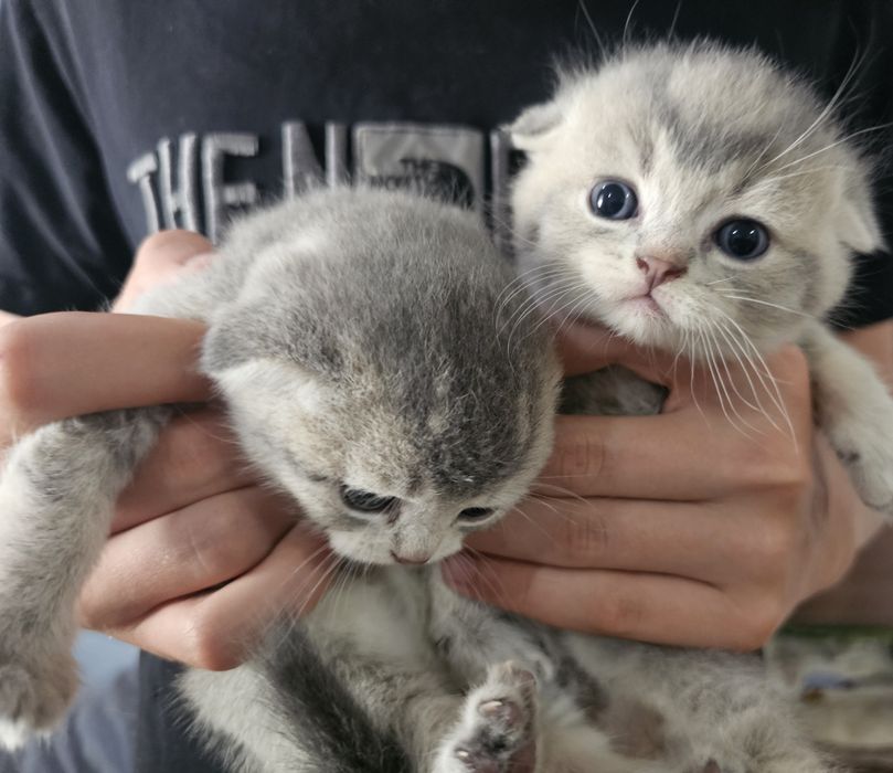 Шотландские котята