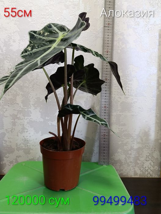 Продам кофейное дерево