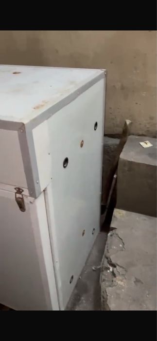Щенок Турецкий кангал