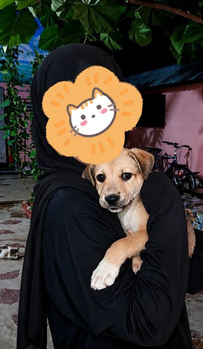 2 oylik aqilli kuchukcha
