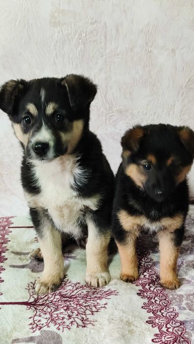 Щенки братик и сестренка