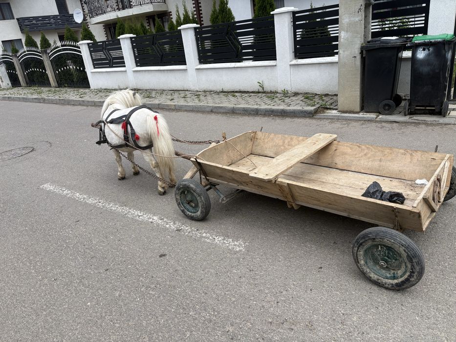 Ponei armasar mini numarul 1