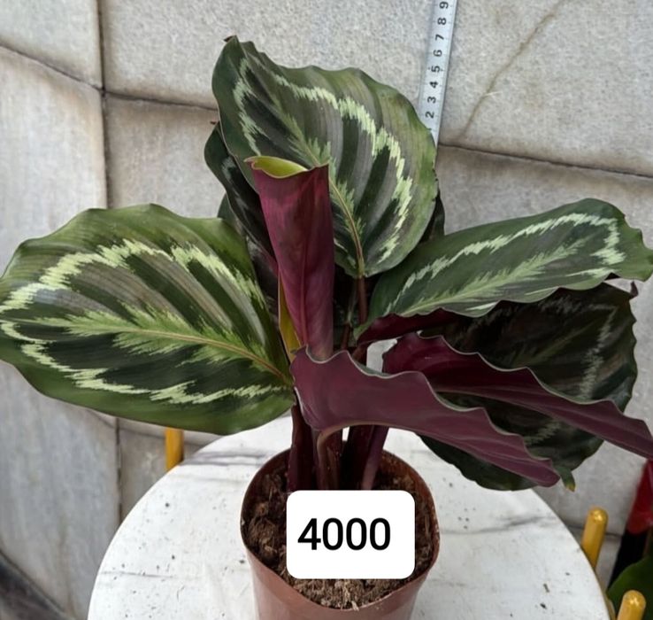 Комнатные цветы продается