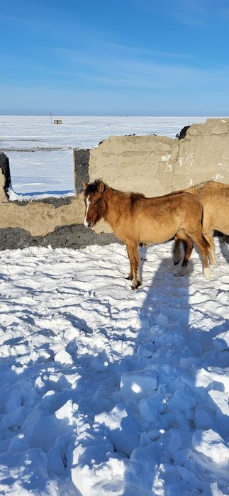 Продам жеребят, жабагы.