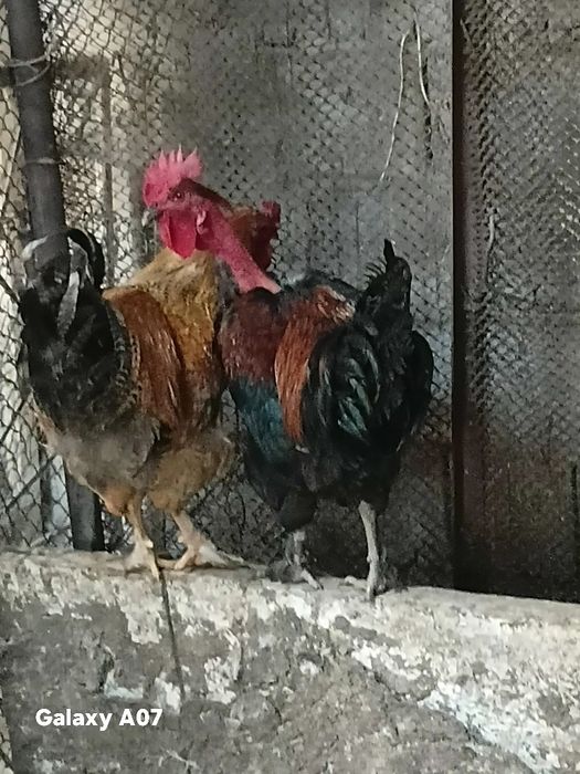 Продам петушков молодняк