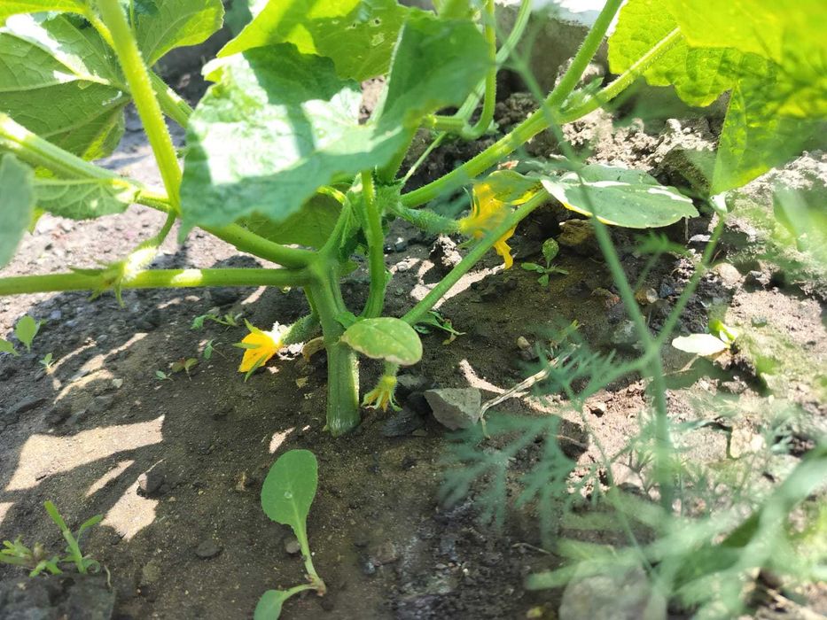 Продам дом на одного хозяина..