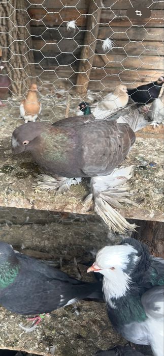 Vand jucatori de botosanii pretul e de 100 ron pe bucata