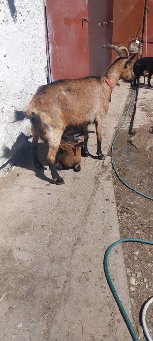capra cu lapte !!!