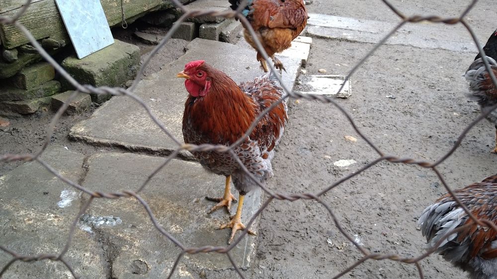 Cocos wyandott rosu albastru tineret