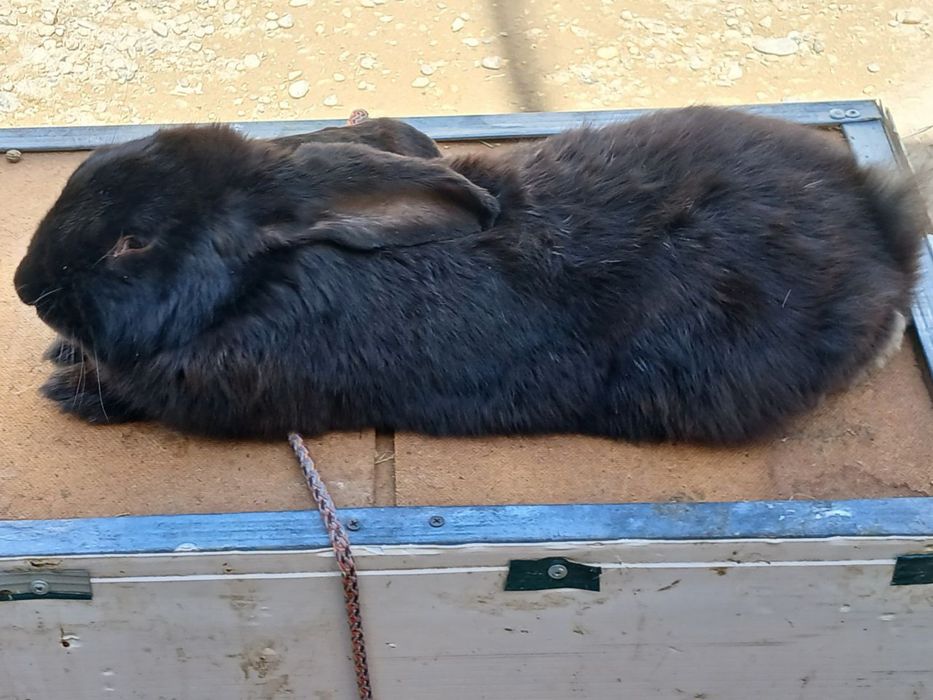 Куёнлар сотилади