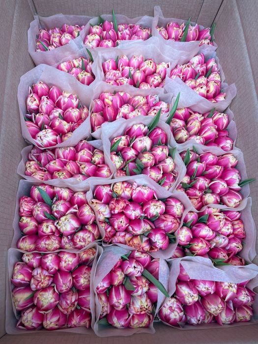 Качество оптом тюльпаны Беларусь