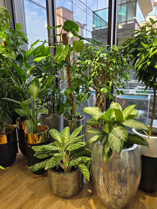 Магазин комнатных растений в центре города с большим ассортиментом