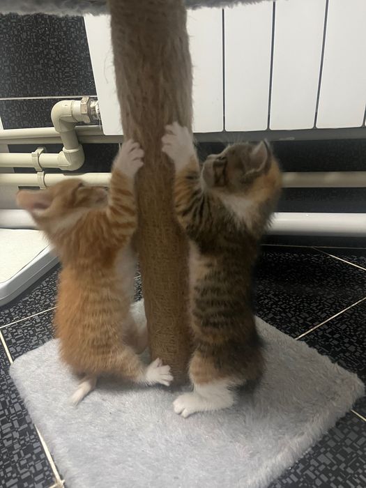 Отдам котят в добрые руки