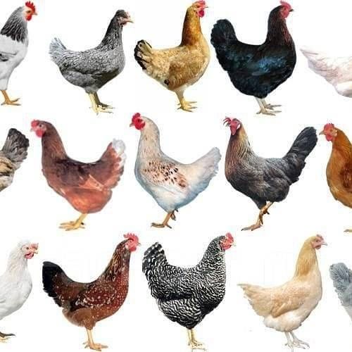 Индюшата и вся сх птица