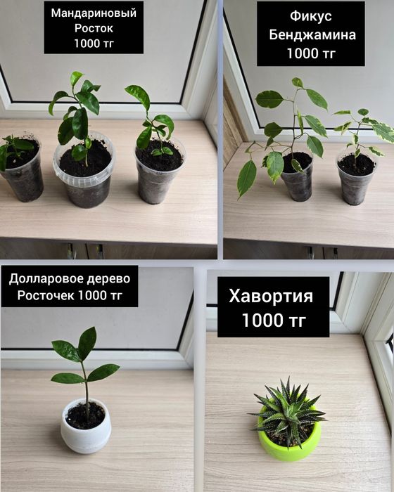 Комнатные цветы комнатные растения