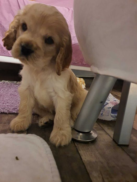 Продавам най-хубавите кокери.