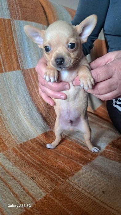 Продавам Мини Пинчер и Пинчер