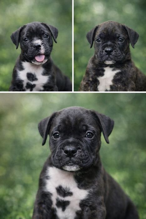 Готовы к продаже щенкт