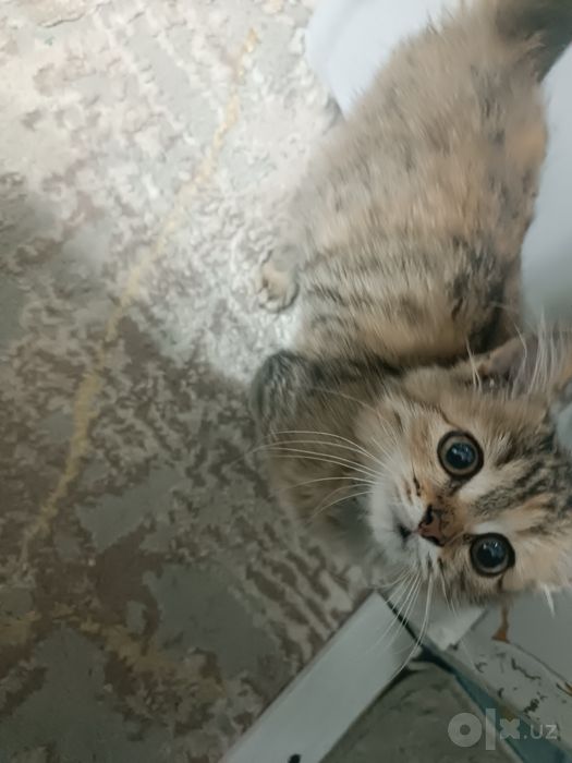 Mushuk hadyaga qiz bola