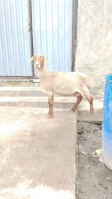 Solu qoʻy sotiladi boʻgʻoz