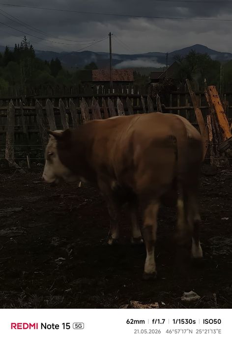 Vând Taur Simmental Rasă Pură – 2 ani, aprox. 650-700 kg, ideal pentru reproducție