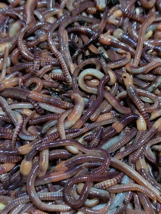 Коконы червя Дендрабена Венета