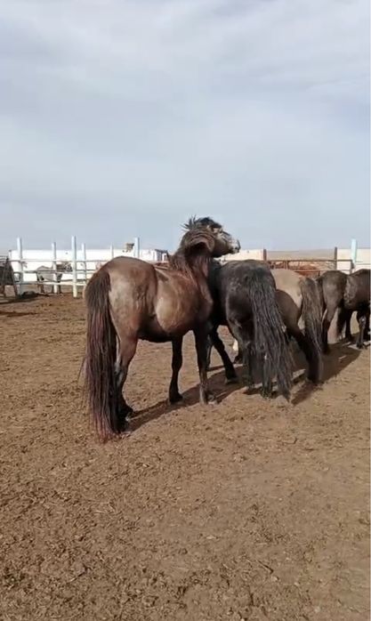 Продам Жеребца 9 лет