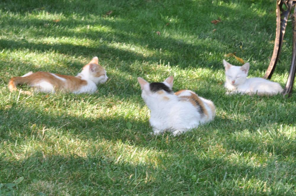 Милые котята - ждут своего хозяина