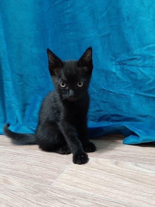 Котята отдам даром
