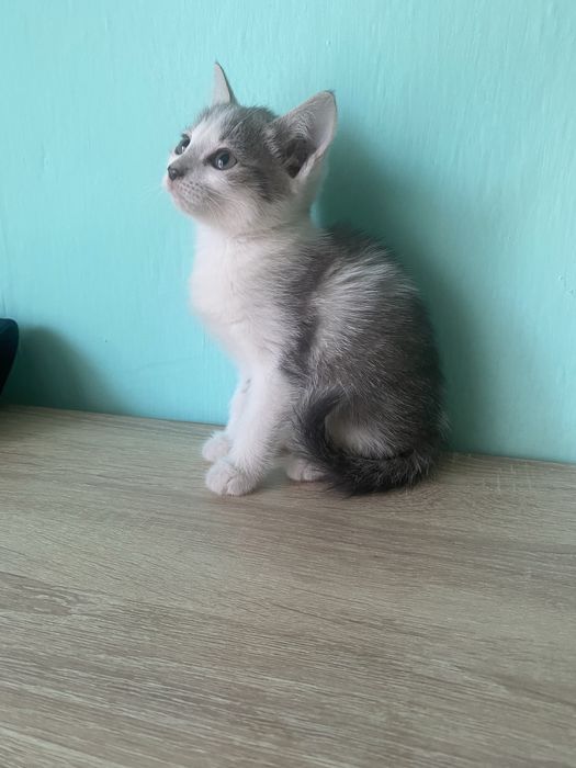Отдам котят в добрые и заботливые  руки