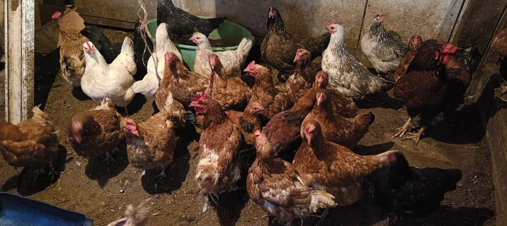 Продам курей. Тауық сатамын