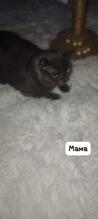 Продаются британские котята