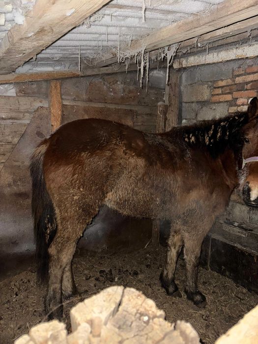 Продам тай, с откорма