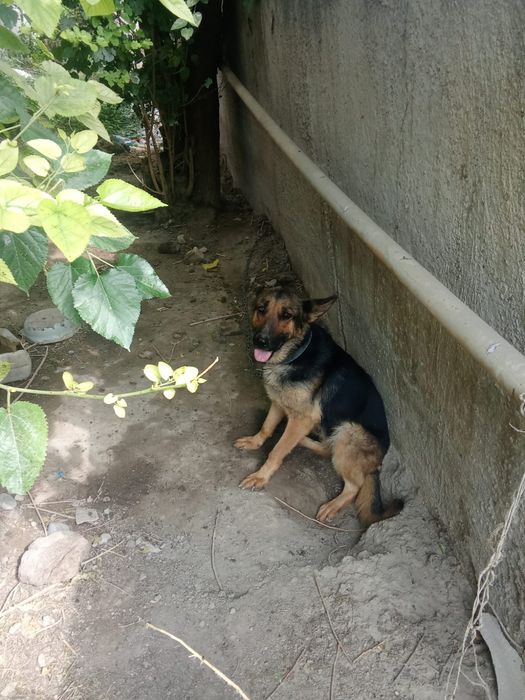 Овчарка собака немецки