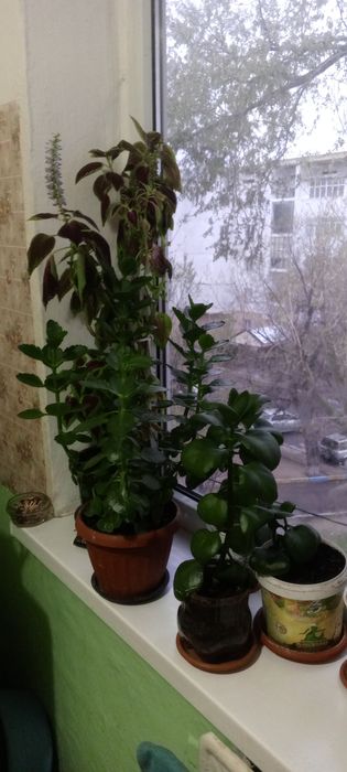 Цветы комнатные разные